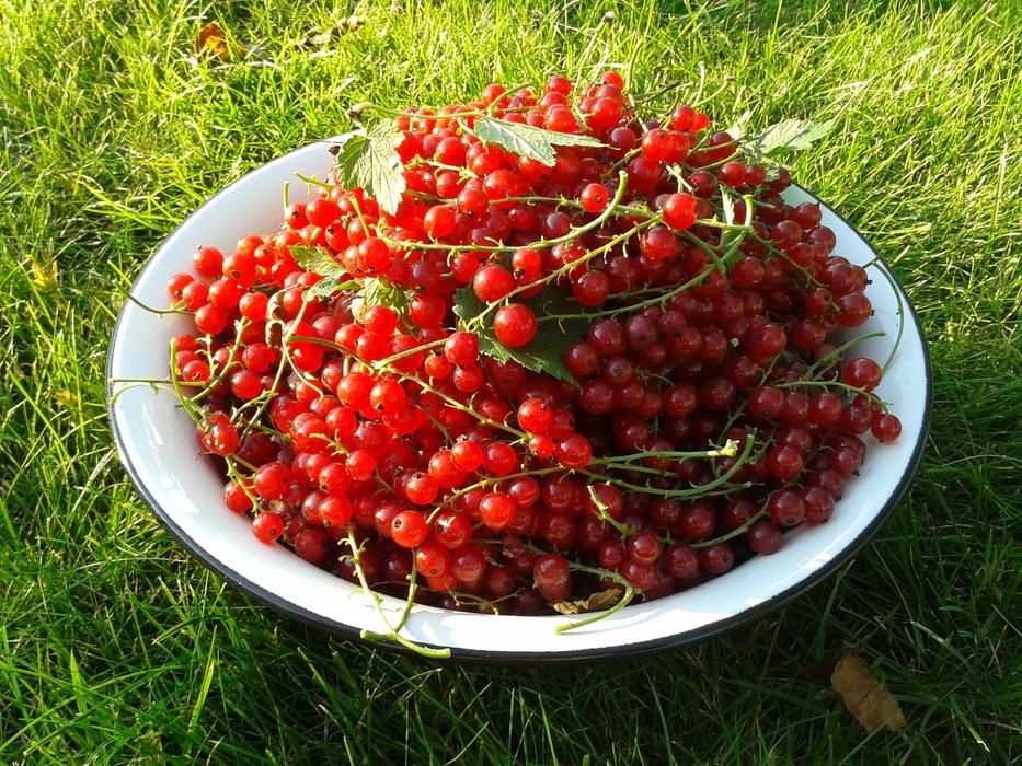ripe berries in a plate in the grass