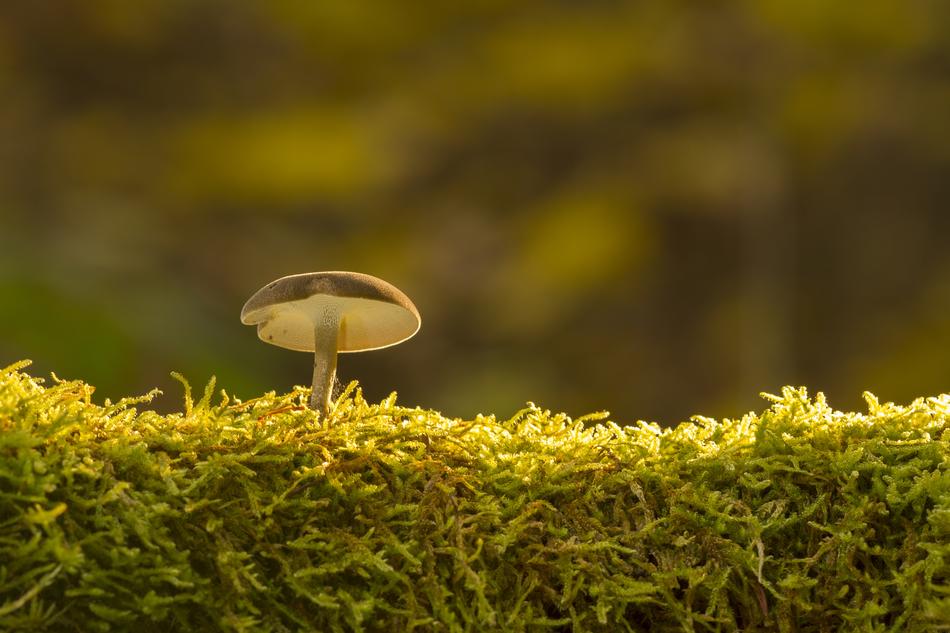 small mushroom on moss