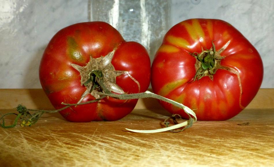 juicy tomatoes from the garden