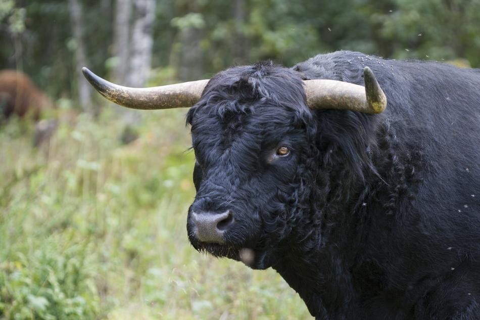 black bull