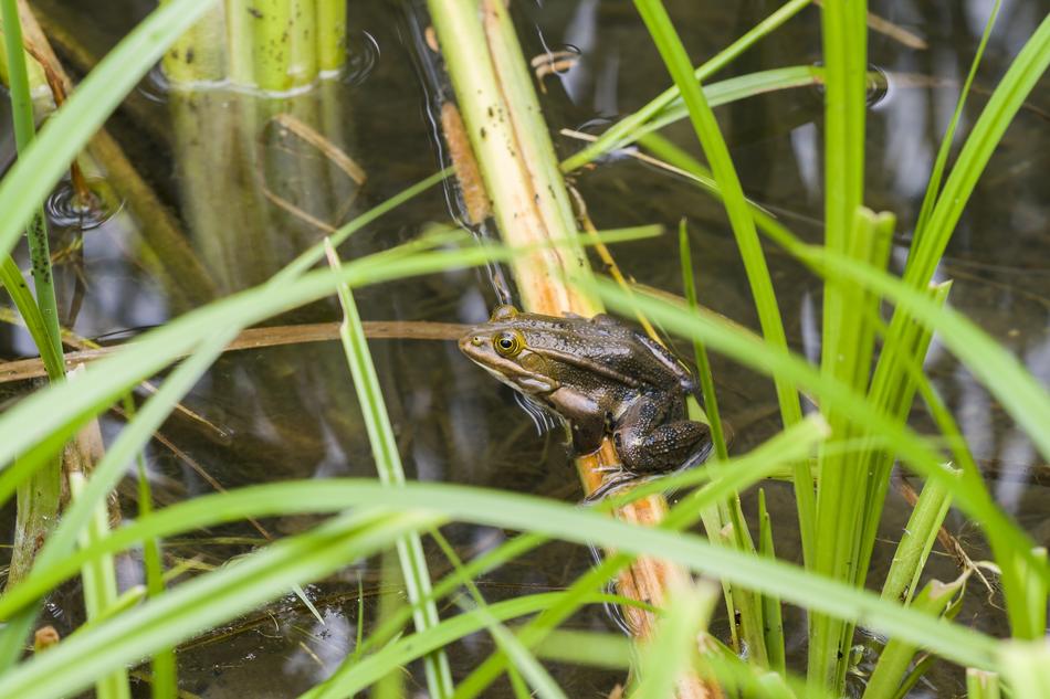 The grass toad hid
