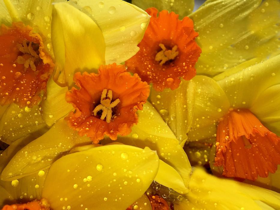 delicious fruits with flowers in the water