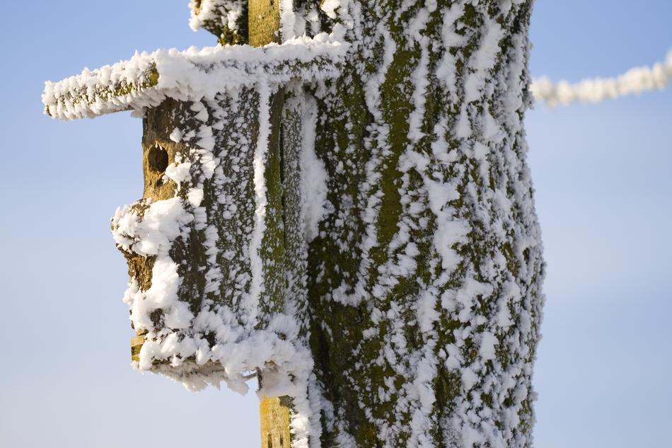 snowy weather with a birdhouse