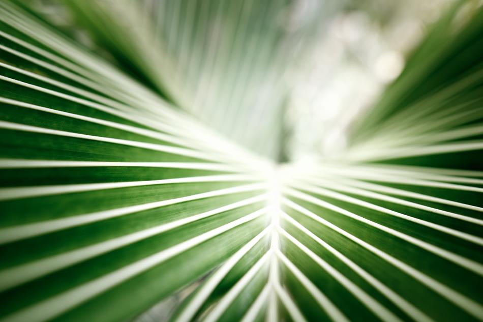 green palm leaves background