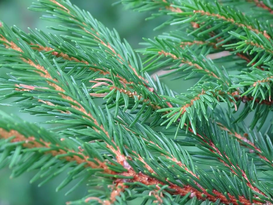 green spruce in drops of water