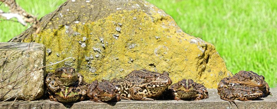 frogs resting in the park