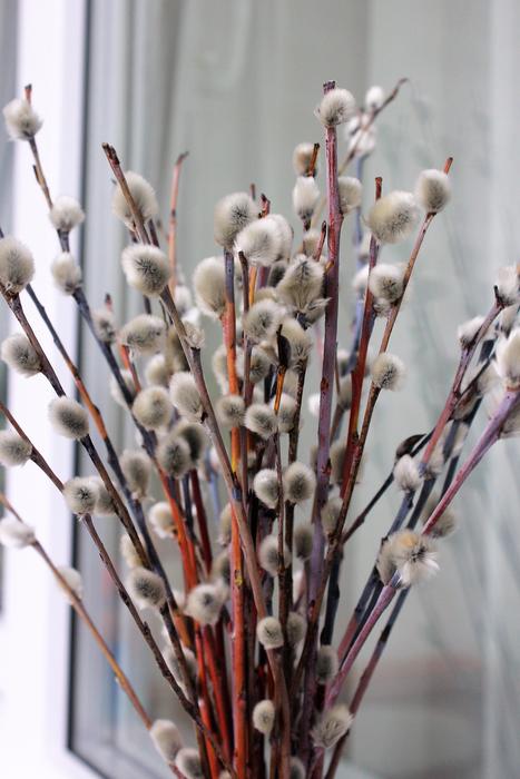 beautiful willow in a vase
