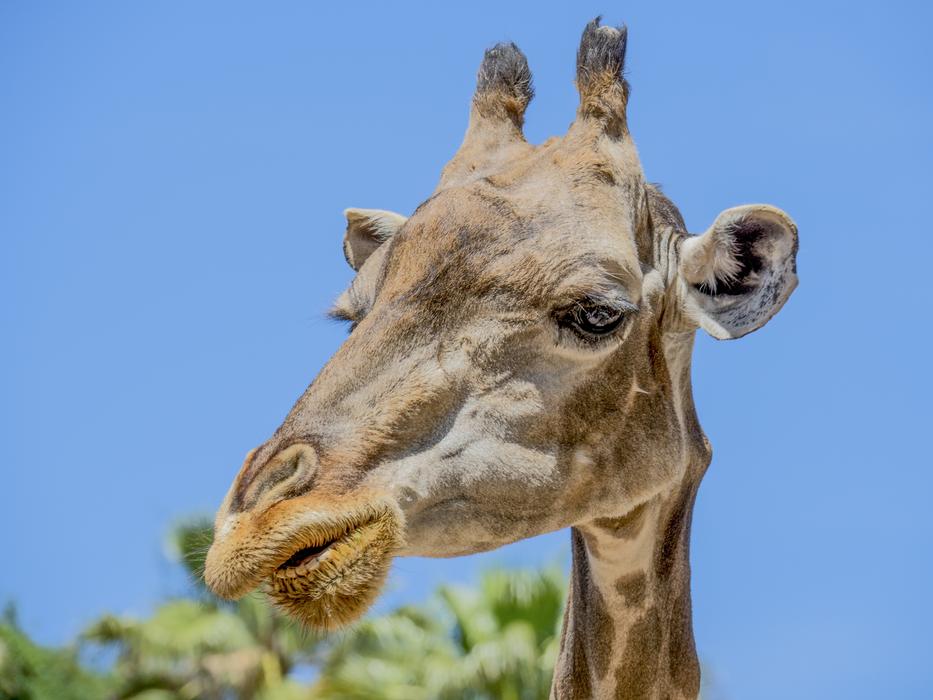Giraffe Animal head