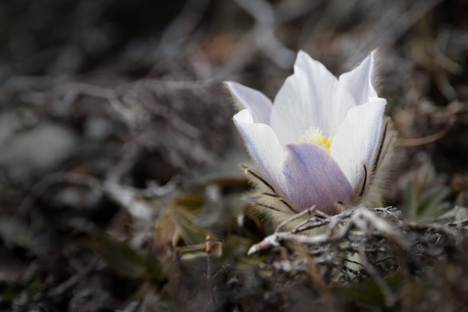 lonely flower in the dry grass