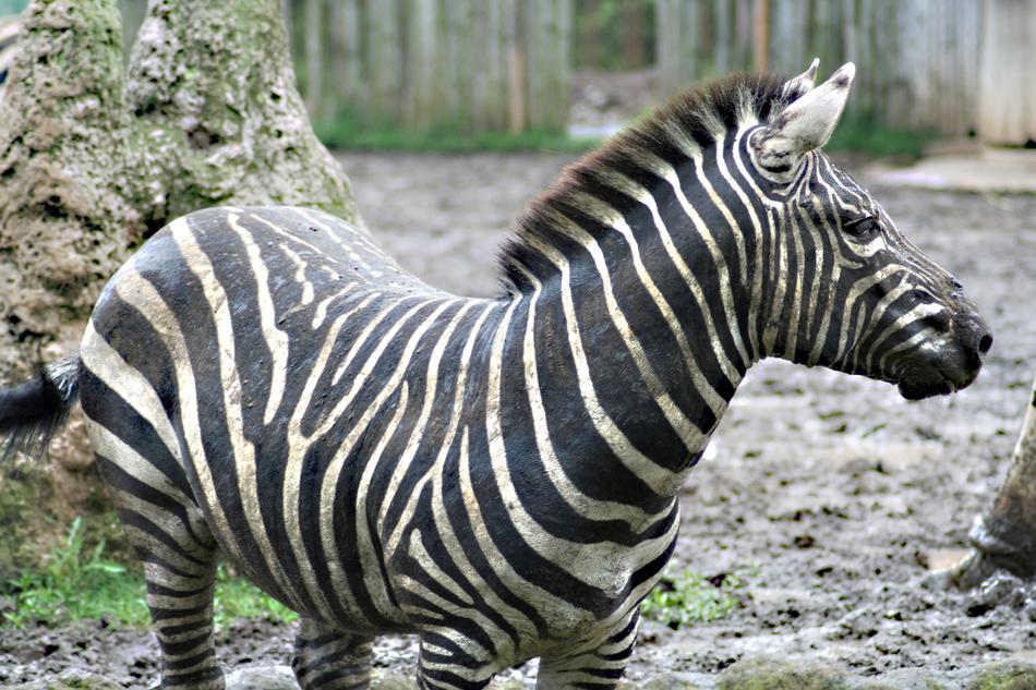 zebra on safari at the zoo