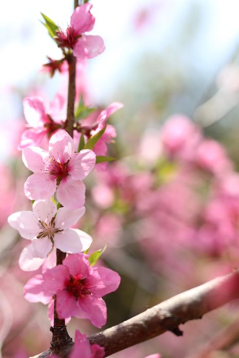 Pink flowers on a branch landscape