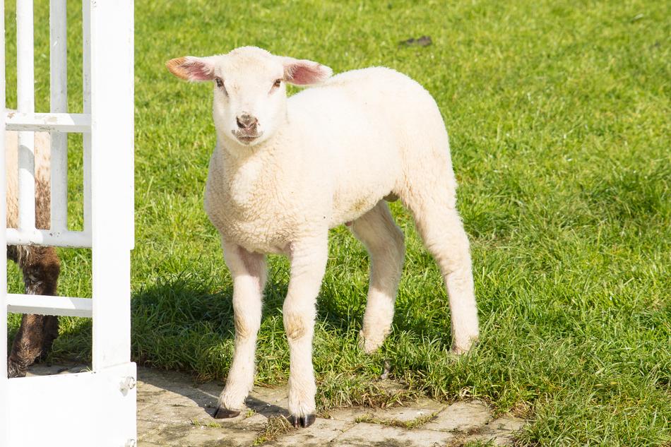 cute little sheep