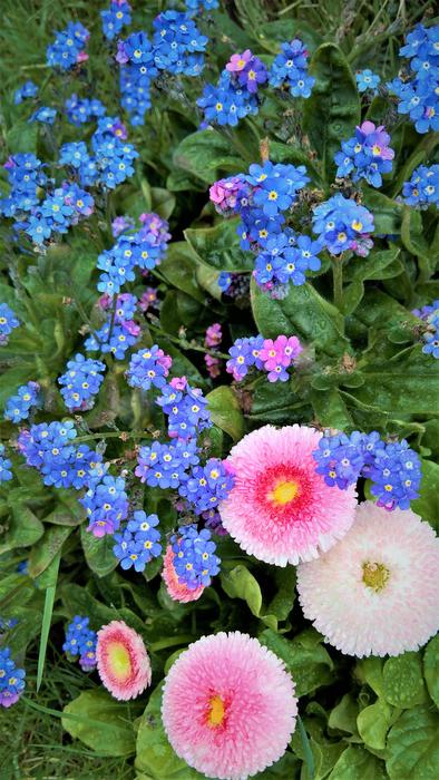 The flower meadow is beautiful