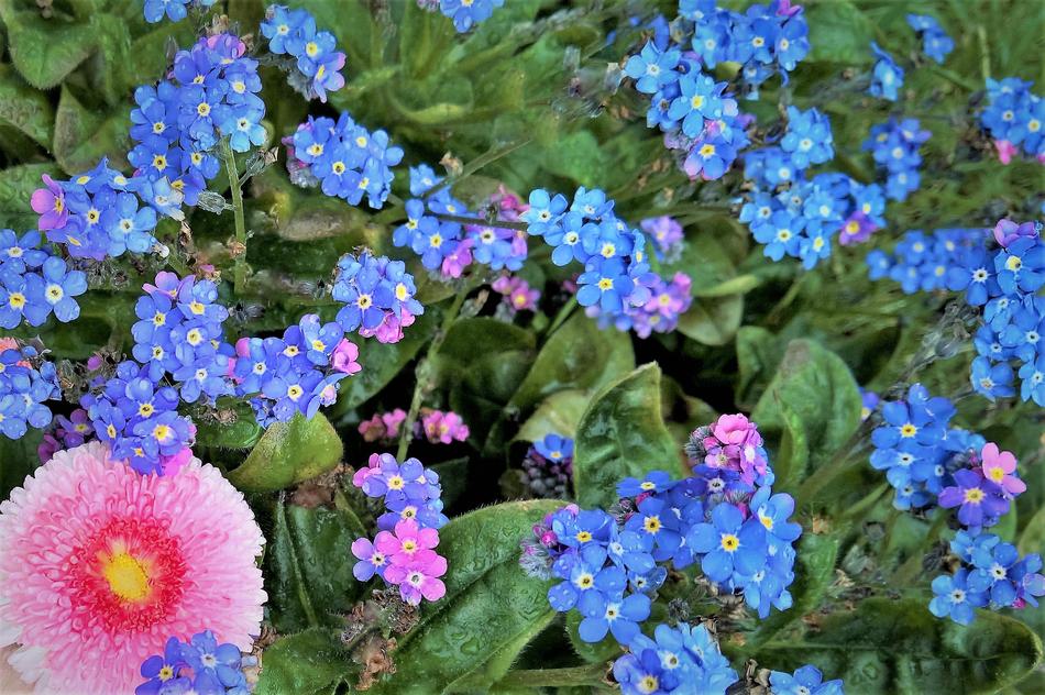 blue flowers lots of garden