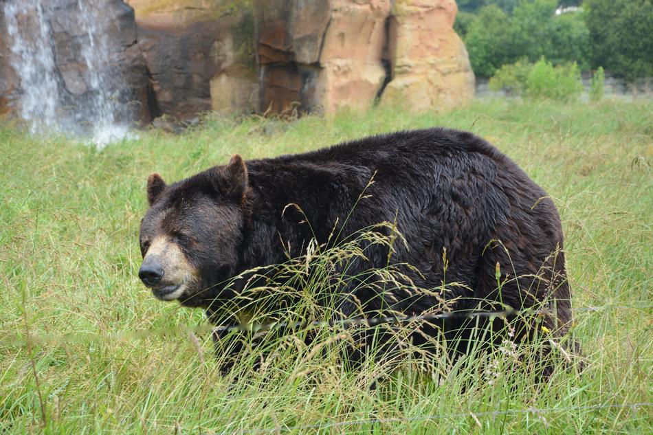 A black bear in the grass
