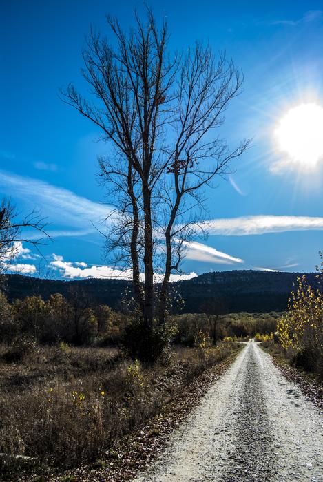 tee on roadside at sunny morning, spain, soria, villaverde del monte