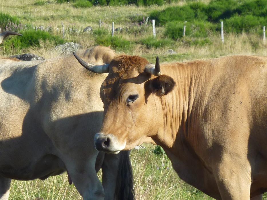 Cows in the grass landscape