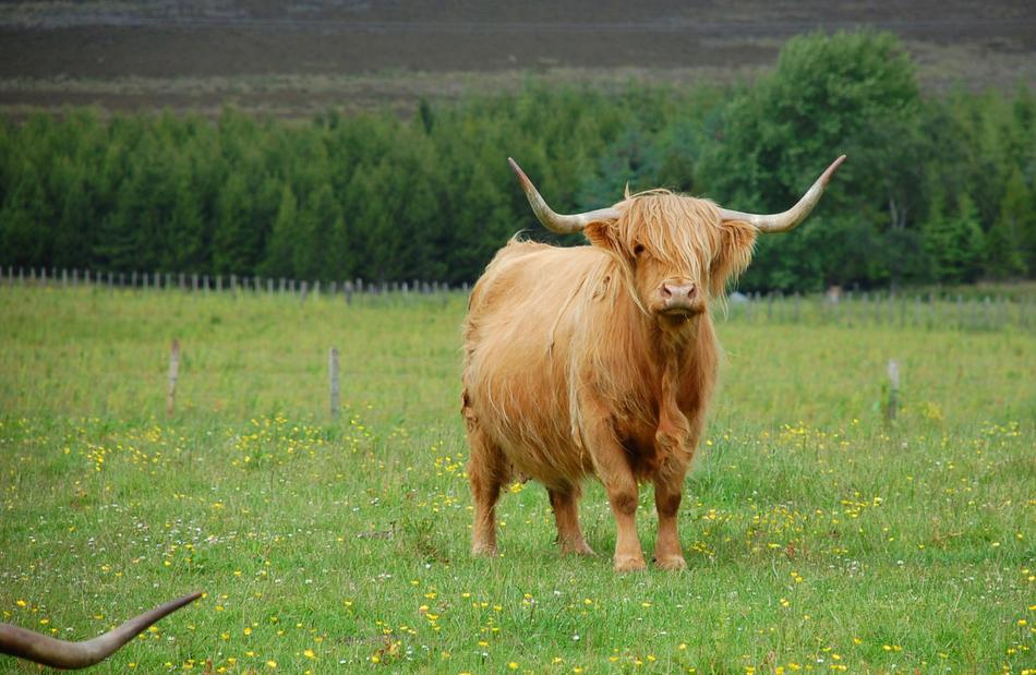 fluffy cow with green grass