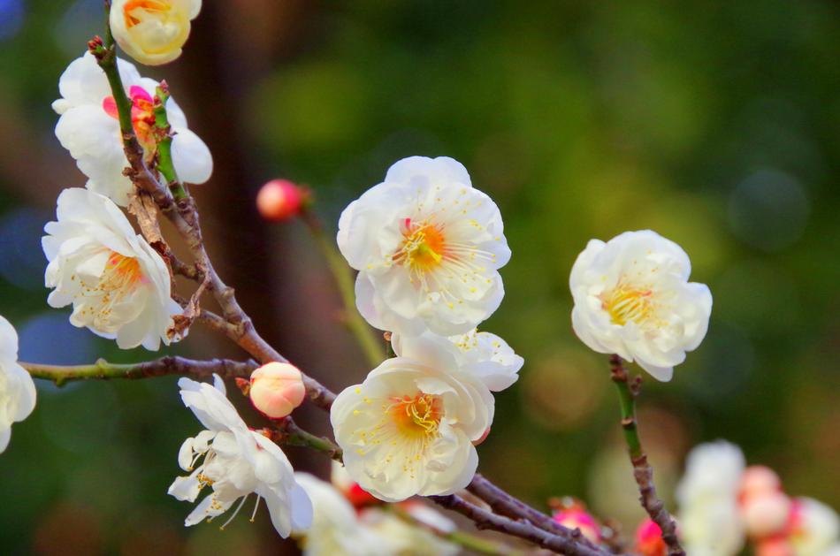 white flowers bloom on the branch