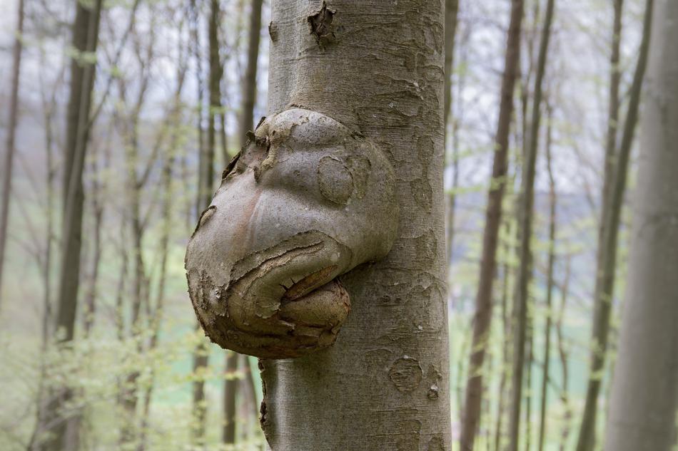 a tree with patterns in the forest