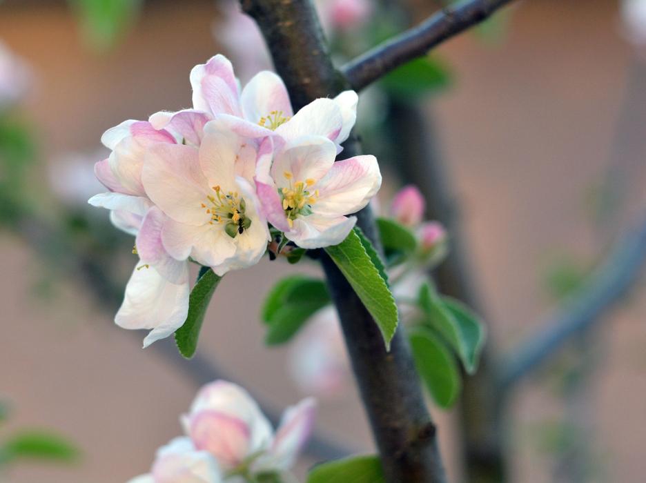 Spring flowers are unusually beautiful