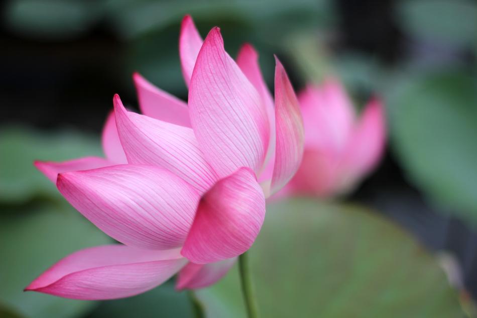 the pink lily in the pond is blooming.