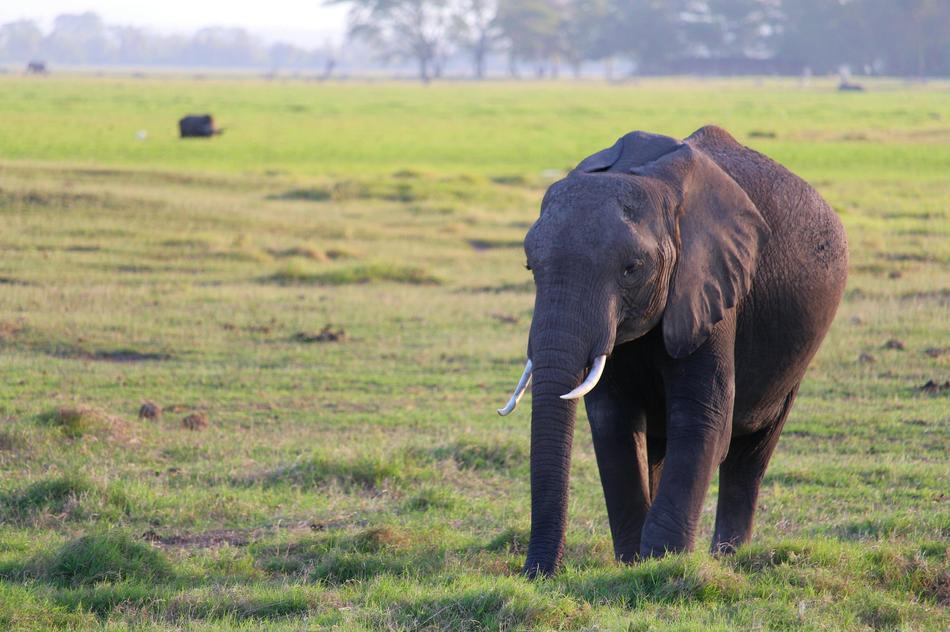 A black elephant in the grass