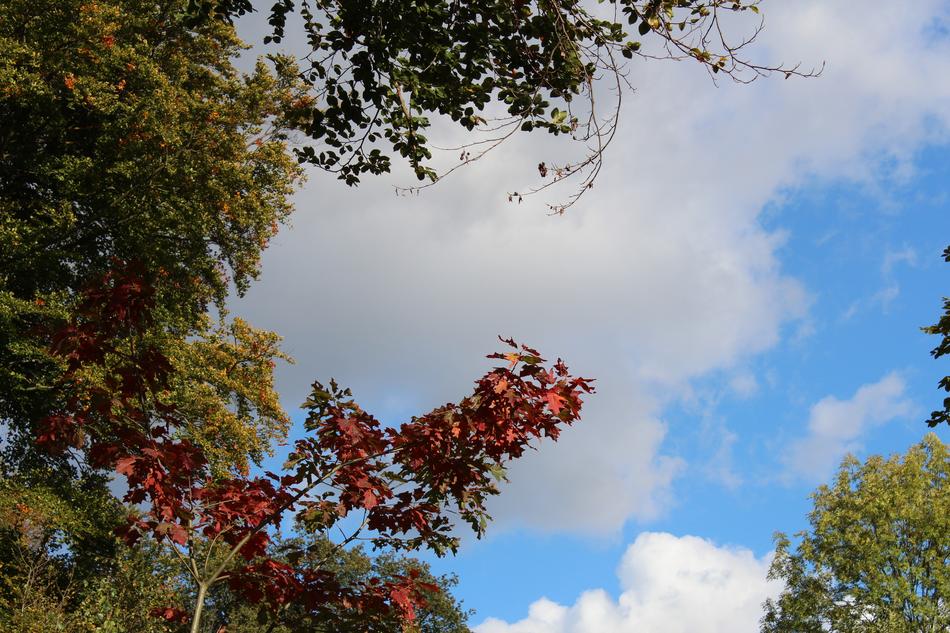 autumn dry leaves on a tree
