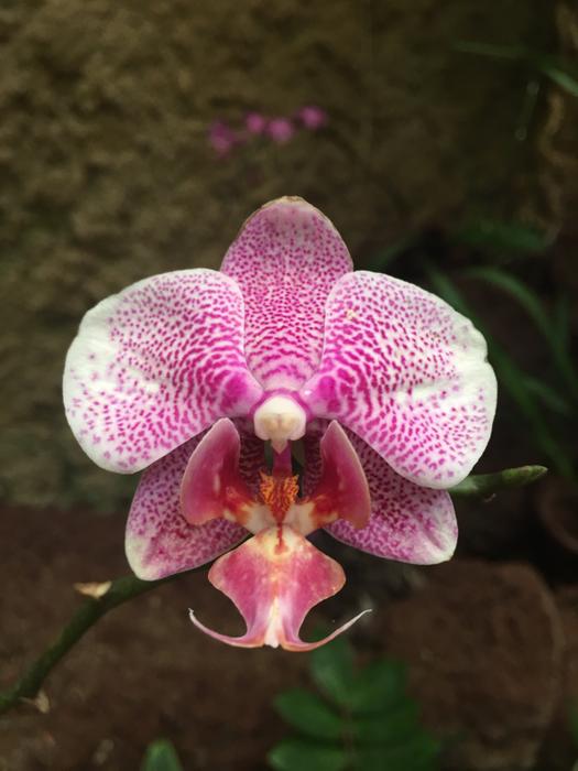 home orchid close-up