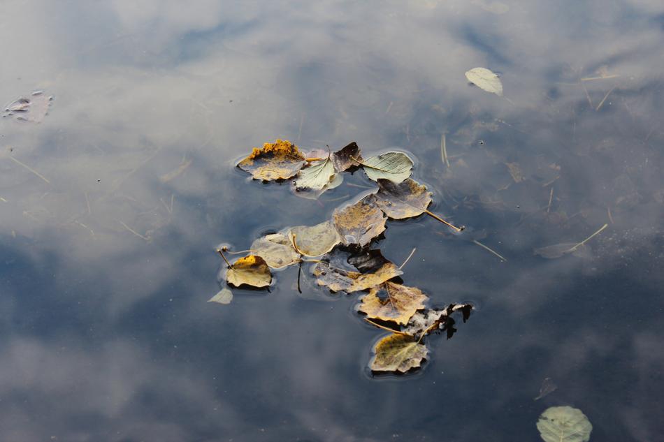 dry leaves in water
