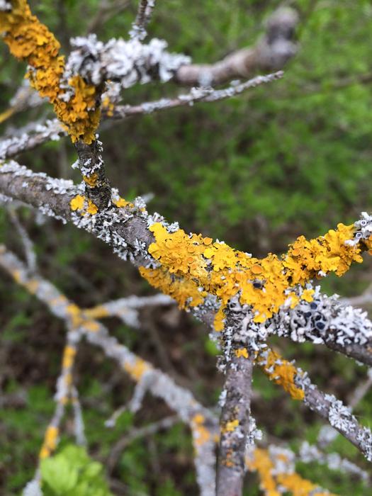 moss on the spring trees