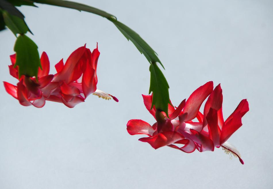 Red flowers two cactus