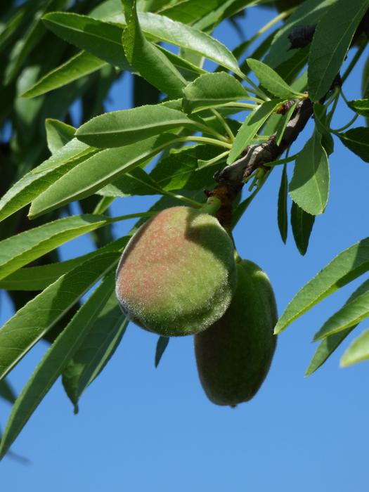 green fruits on the tree