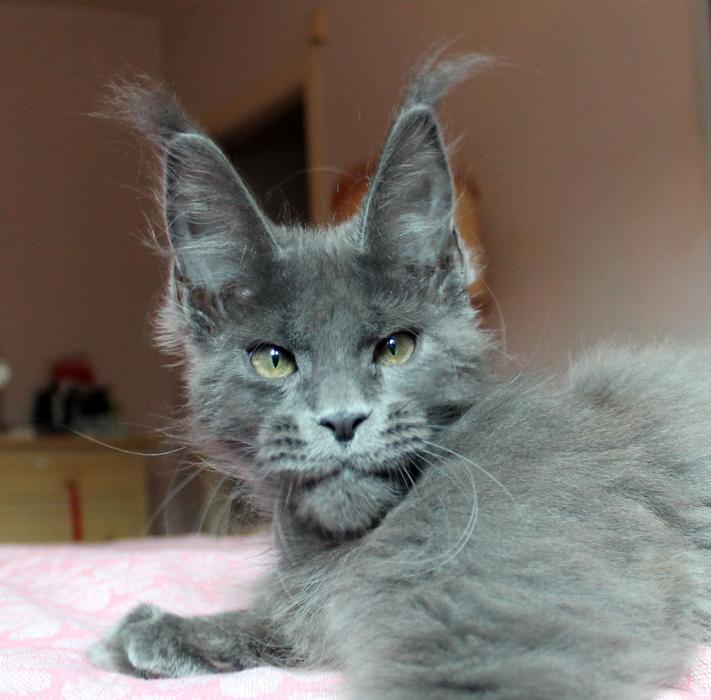 Cat Mainecoon grey free image download