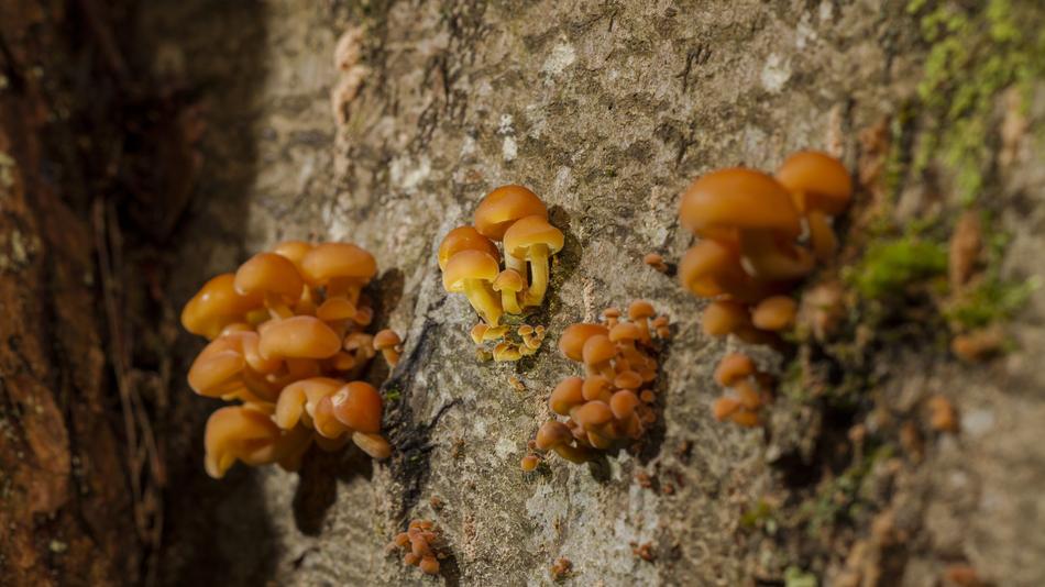 Small mushrooms are blooming in the forest