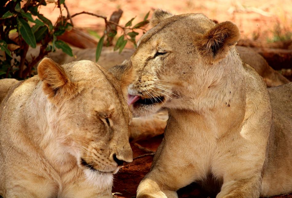 the cute lions are resting
