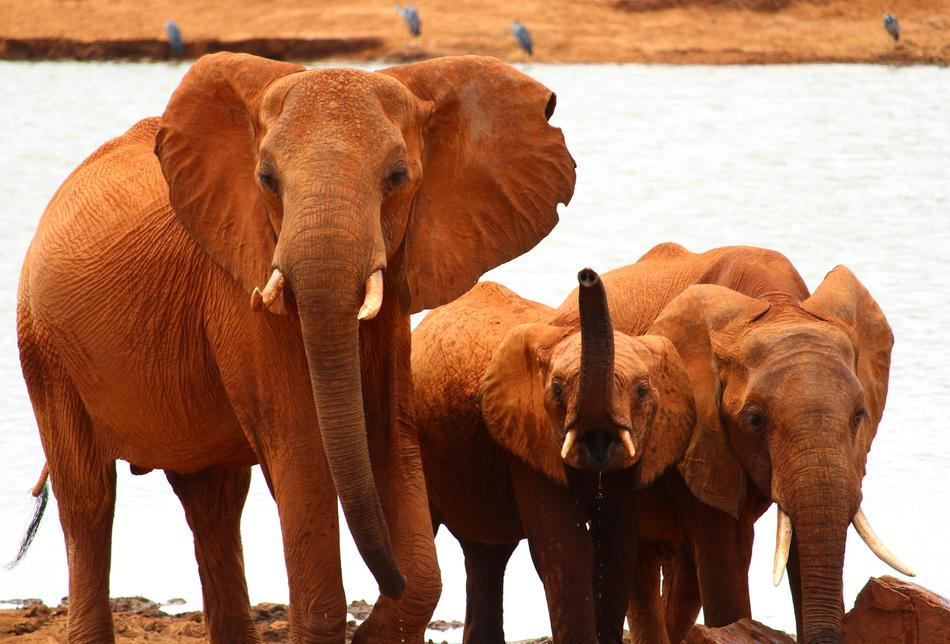 elephants walking in the park