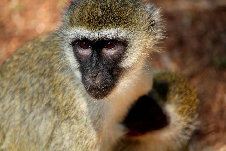 a little furry monkey at the zoo.
