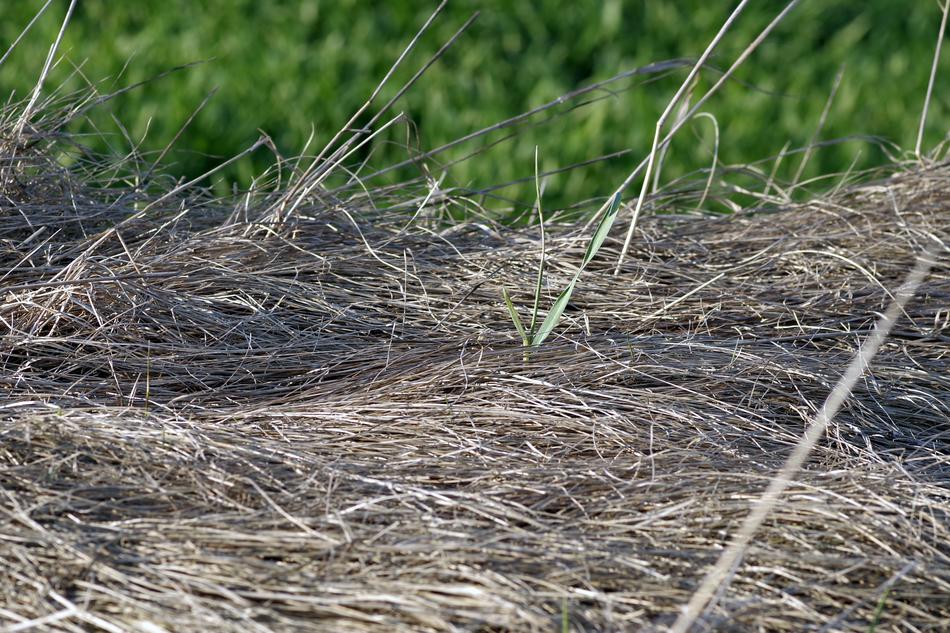 a lot of dry grass in the field