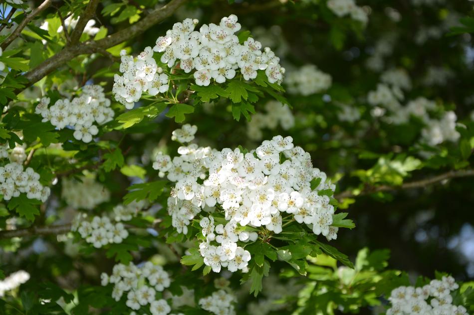 a beautiful spring with flowers