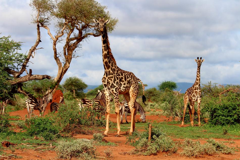 giraffes in safari animals