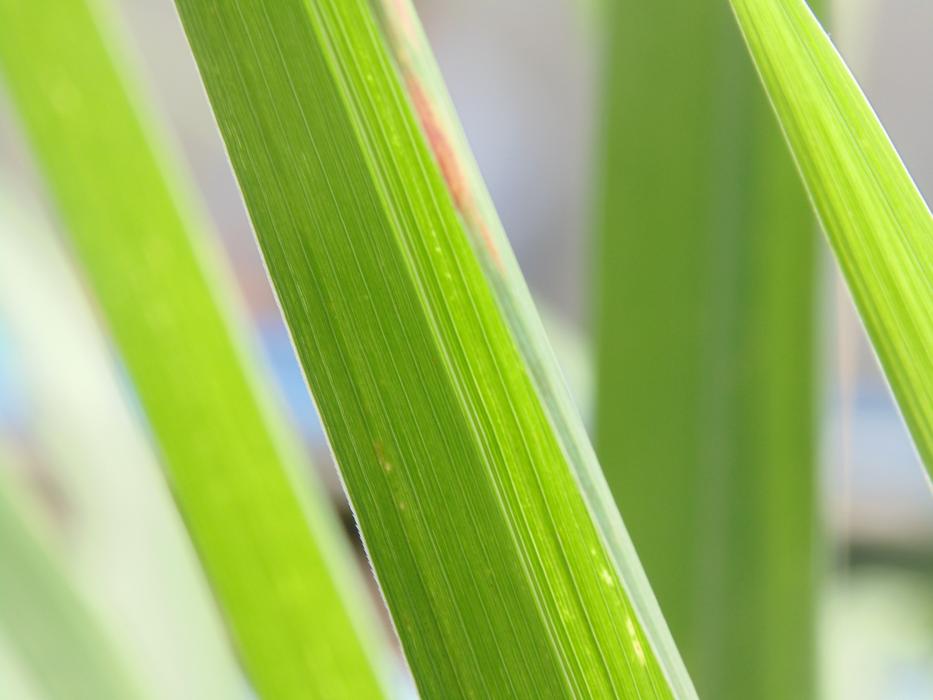 green grass leaves