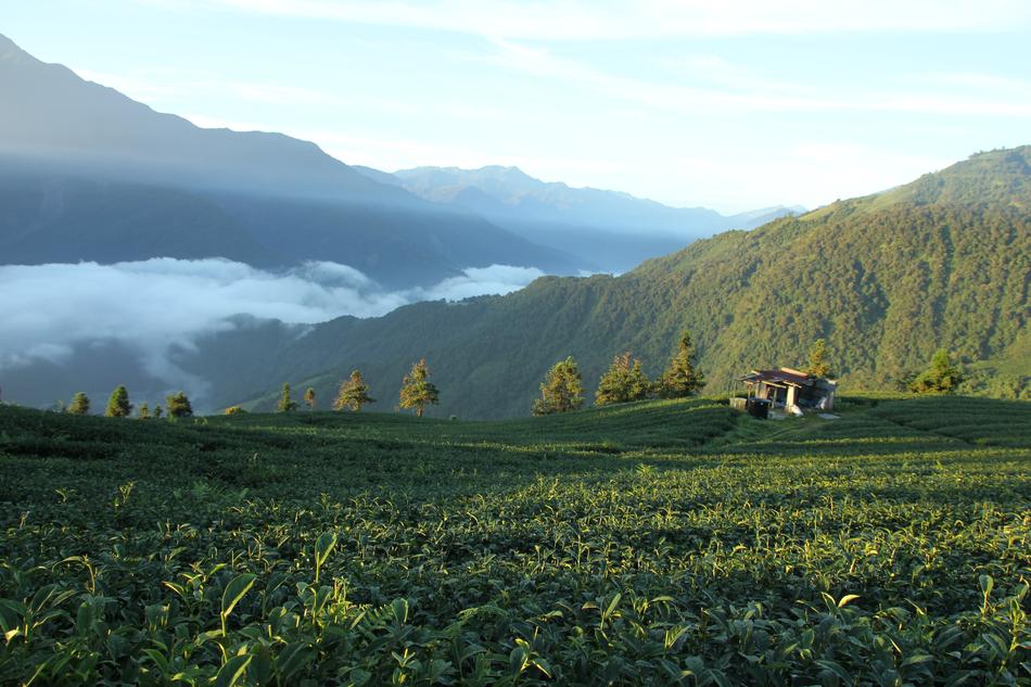 natural landscape of meadow with trees