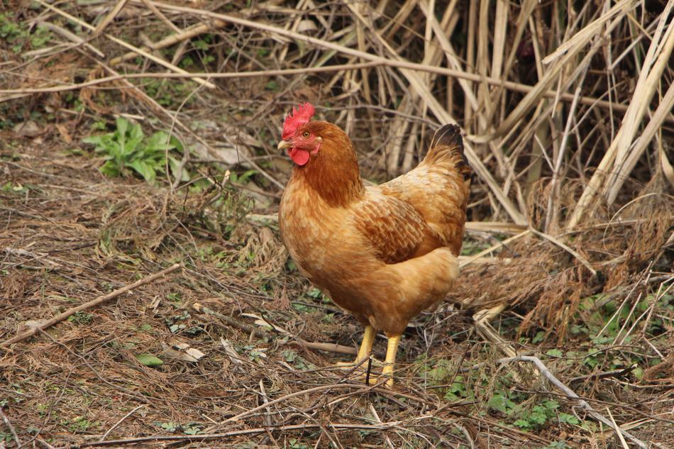 The chicken is a big bird