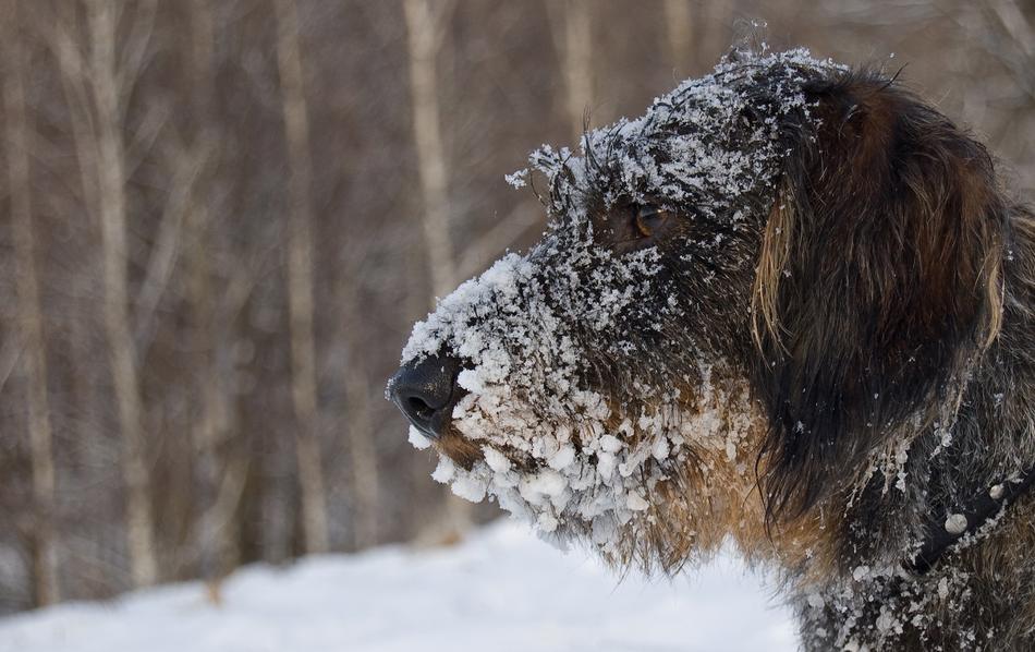 snow on the face of a long-haired dachshund