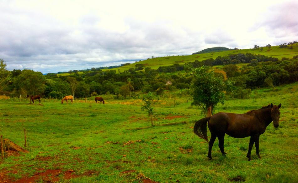 a horse in a green field
