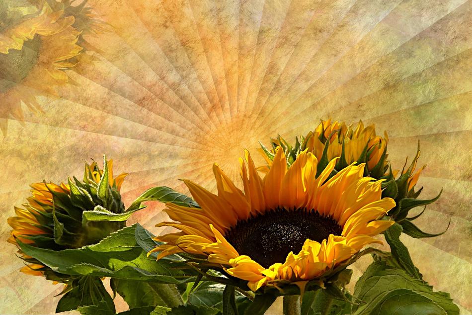 blooming sunflower on the background of a fan