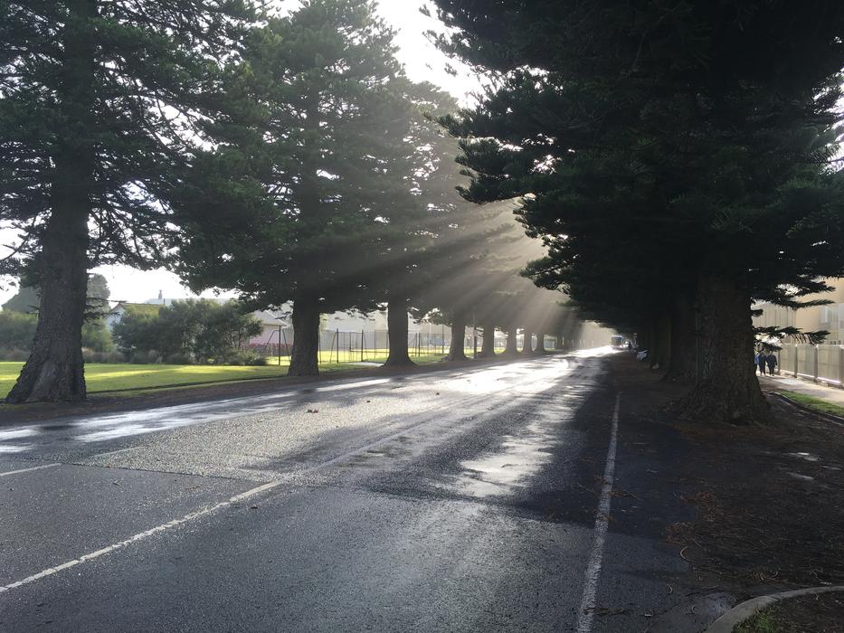 Trees Street