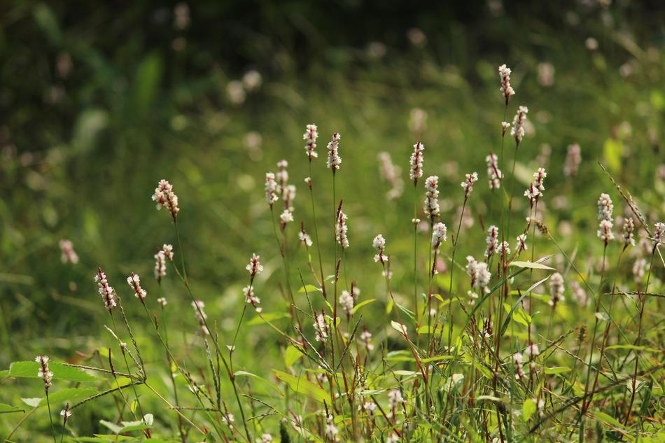 green grass with flowers in spring