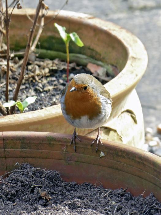 small bird in the garden close up